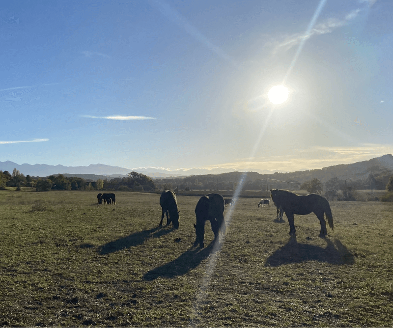 Leisure activities at Camping Flower La Pibola in Camon, Occitanie. Horse riding at the Léran riding school. 