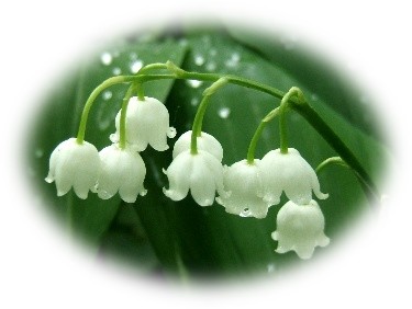Muguet